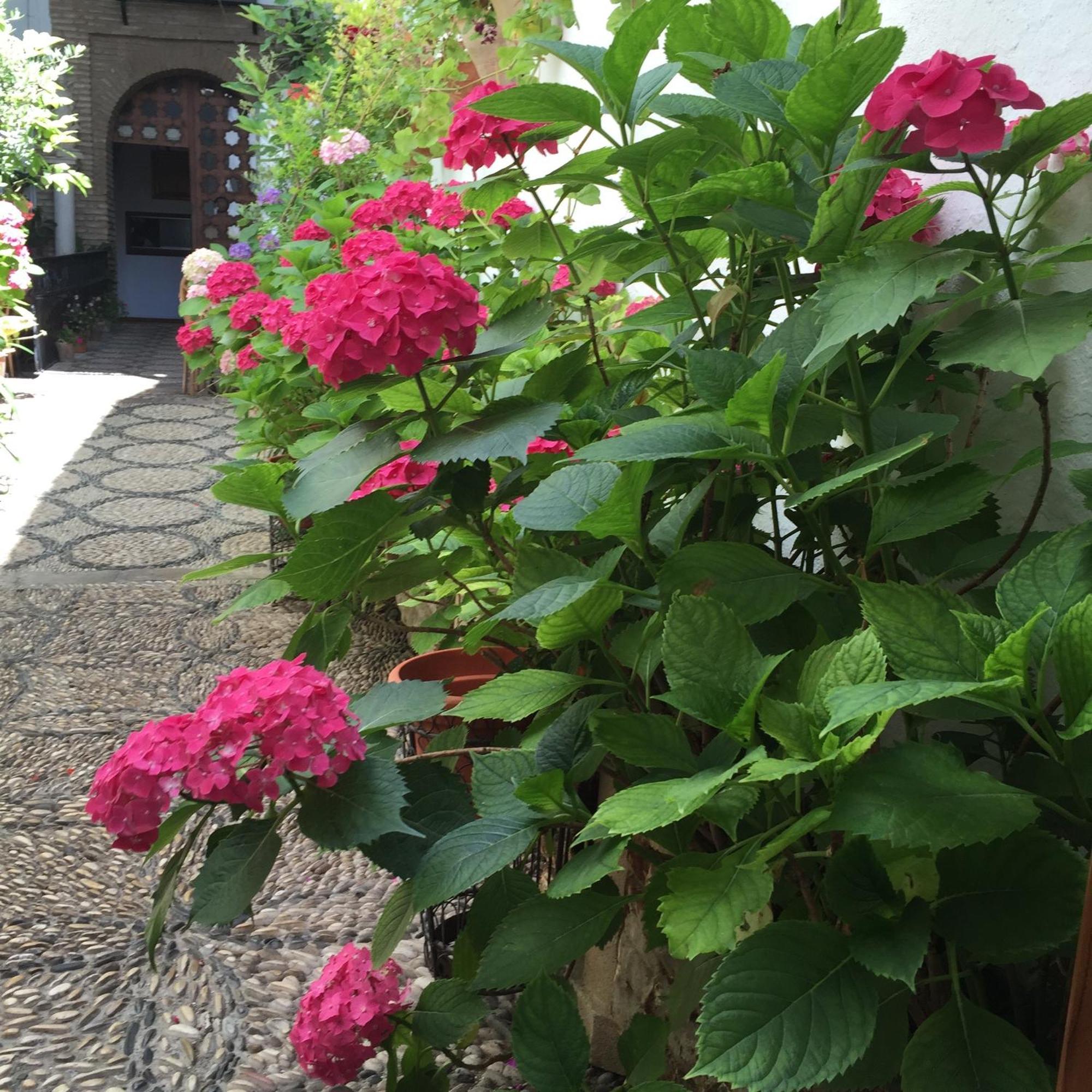 Los Patios Córdoba Exterior foto